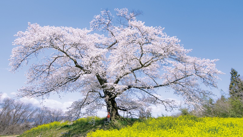 『日本の一本桜（リマスター版）』（4K/24P収録）